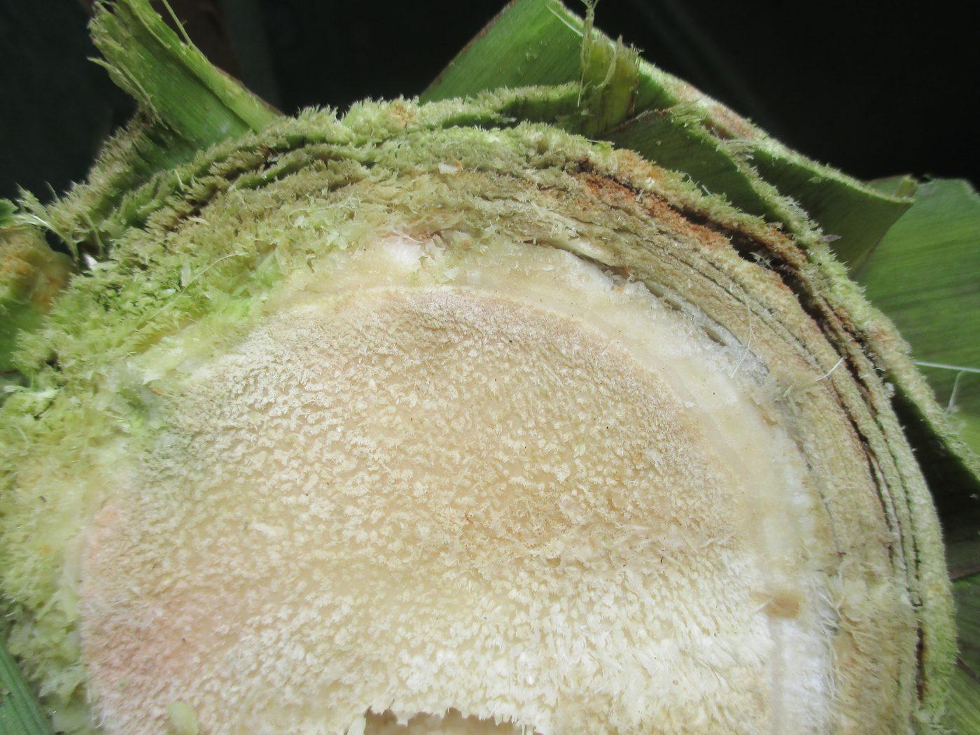 Cross-section of Cordyline australis showing xylem vessels